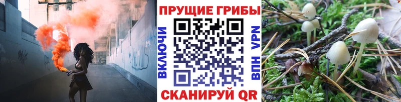 Галлюциногенные грибы Psilocybe  Новоалтайск 
